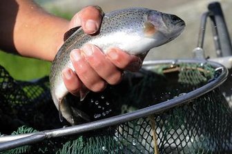 Mühlhausen: Wasser aus Teich abgelassen - Fische geklaut -