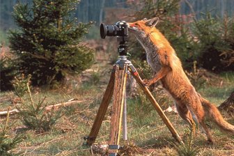 Made in Mulda für Leica und Swarovski: Der älteste Stativbauer der Welt produziert im Erzgebirge - Schlaue Füchse stehen auf Berlebach: Die preisgekrönte Aufnahme gelang dem Naturfotografen Günther Schumann. Das Stativ stammt aus Mulda.