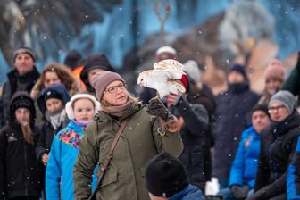 Magische Flugshow bei Minusgraden: Plauener Falknerei startet mit Nacht der Eulen ins neue Jahr - Falknerin Petra Paetzold mit Schleiereule Barney – mit 15 Jahren der dienstälteste Vogel in der Falknerei Herrmann.