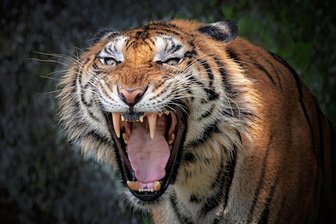 Mahlzeit - Hunger! 
