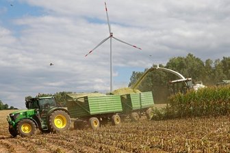 Mais wird zu Futter für Kühe - 