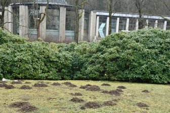 Mal keine Wildschweine: Jetzt buddeln Maulwürfe im Kurpark - 