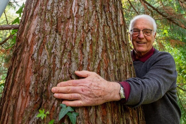 Mammutbäume: Sind sie ein Risiko? - Bernhard Weisbach und sein Riesenmammutbaum.