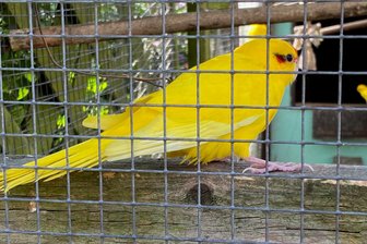 „Manche Arten sind vom Aussterben bedroht“: Langenleuba-Oberhain ist ein Paradies für seltene Sittiche und Finken - In Penig tummeln sind allerhand seltene und ungewöhnliche Vögel, darunter Ziegensittiche, die durch Mutationen eine gelbe Farbe haben.