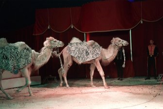 Manege frei! am Anger in Burgstädt - Weiße Kamele sind die Attraktion von Zirkus Romantica.