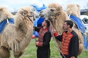 Manege frei an der Limbacher Oststraße - Kamele Margan und Sulaika gehören zum Circus Atlantik.