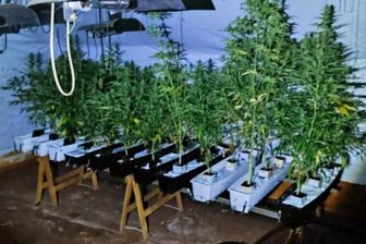 Mann ruft Notruf und bringt Polizisten auf die Spur zu seiner eigenen Hanf-Plantage - 