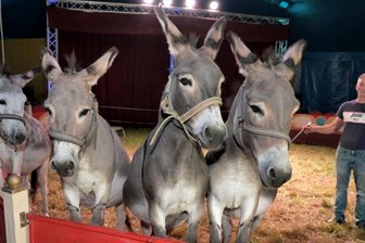 Manulito und seine Esel freuen sich in Lößnitz auf Zirkusbesucher - 