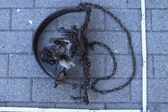 Marder verfängt sich in Tellereisen - In solch einem Tellereisen verfing sich der Marder.
