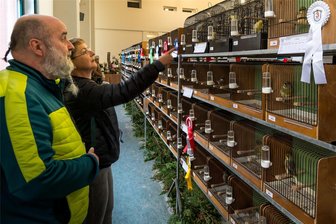 Marienberg: Nationalhymne oder Steigerlied? Was singen eigentlich Gesangskanarien - Volkmar Bohne und Marit Kolomaznik waren von der Ausstellung begeistert. Die Geschwister aus Satzung hatten früher zuhause auch Vögel und mögen diese Tiere noch immer.