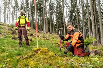 Marienberg verjüngt Wälder als Schutz gegen Borkenkäfer - Marcel Reichel und Markus Uhlig (v.l.), Mitarbeiter eines Sorgauer Forstunternehmens, pflanzen mit Hilfe eines Göttinger Fahrradlenkers Douglasien im Großrückerswalder Kommunalwald. 