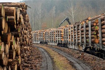 Marienberg: Warum sich der Borkenkäfer im Privatwald so wohl fühlt - Bahnverladung auf dem Bahnhofsgelände in Zschopau: Schadholz wird auf Waggons verladen und für den Transport ins Sägewerk vorbereitet. 
