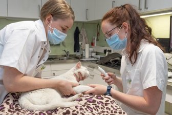 Marienberger Tierklinik öffnet nach Umbau - Tierärztin Carolin Schauer (rechts) und die tiermedizinische Assistentin Iris Mangold legen bei Kater Henry einen Venenzugang. Leider musste er eingeschläfert werden. 