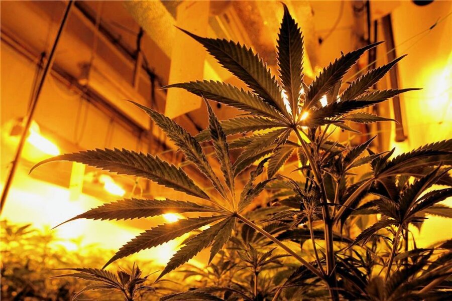 Marihuana-Handel: Angeklagter deckt mutmaßliche Drogenverstecke in Chemnitz auf - Blütenstände und zu Harz gepresste Teile der Cannabis-Pflanze werden als Marihuana und Haschisch verkauft. 