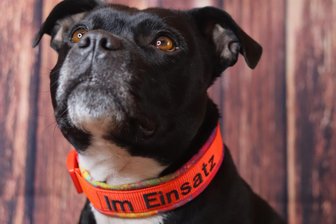 Maßgeschneiderte Halsbänder für Hunde: Einzigartiger Hundeshop öffnet in Hartmannsdorf - Kimba ist eine vierjährige Staffordshire Bullterrier-Hündin, die Thea Käsler künftig als Therapiebegleithund einsetzen wird. Damit soll die emotionale und soziale Entwicklung von Kindern gefördert, psychische Belastungen abgebaut und das Wohlbefinden gesteigert werden. Tina Hill fertigte für Kimba ein spezielles Halsband.