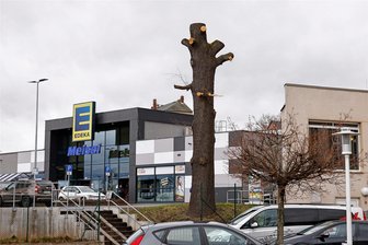 Massiv gestutzte Eiche am Hohenstein-Ernstthaler Edeka-Markt sorgt für Unmut bei einem Naturschützer - Von der imposanten Eiche am Edeka-Parkplatz steht nur noch ein Teil des Stammes.