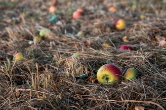 Matschiges Fallobst sorgt für Sturz einer Radfahrerin: Skurriler Unfall in Zwickau beschäftigt Polizei - Matschiges Obst lag auf dem Geh- und Radweg in Zwickau.