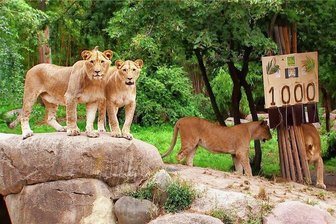 MDR-Kultsendung "Elefant, Tiger und Co.": Gleich läuft die 1000. Folge - 