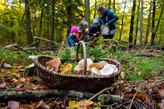 Mediterrane Pilzarten dringen nach Deutschland vor – auch ins Erzgebirge - Auch Hobbysammler können auf untypische Pilze für die Region, in der sie sammeln, stoßen (Symbolbild).