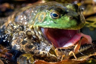 Mega-Frosch mit Mega-Hunger: Muss der Ochsenfrosch auch in Sachsen abgeschossen werden? - Ein wilder Ochsenfrosch schnappt nach einer Heuschrecke. Symbolfoto:
