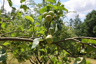 Mega-Pflanzaktion läuft am Samstag in Lichtenstein: Für jeden Einwohner ein Frühblüher - Auf der Streuobstwiese stehen bereits etliche Apfelbäume, die in diesem Jahr reich getragen haben. Am Samstag sollen weitere Bäumchen sowie zahlreiche Frühblüher hinzukommen.