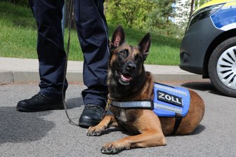 Mehr als 100-mal im Einsatz: Chemnitzer Zollhund Riki erschnuppert Drogen und mehr - Zollhund Riki ist jetzt ausgezeichnet.