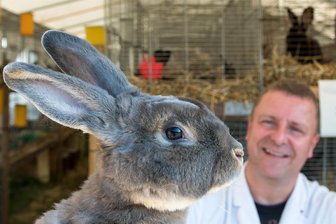 Mehr als 1000 Kaninchen in Rochlitz erwartet - Vor der Ausstellungseröffnung in Rochlitz werden die Tiere von Preisrichtern bewertet. Vergeben wird auch der Titel „Rochlitzer Meister“.
