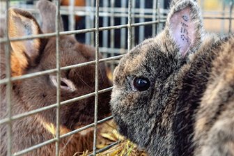 Mehr als 200 Rammler kommen nach Erlau - Diese und viele weitere Tiere wurden zur Rammlerschau in Erlau im Januar 2017 gezeigt. 