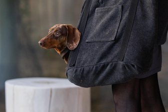 Mehr als doppelt so teuer wie bisher: Burgstädt bittet Hundebesitzer zur Kasse - Den Hunden dürfte es egal sein, den Herrchen und Frauchen eher nicht – Burgstädt hebt die Hundesteuer an.