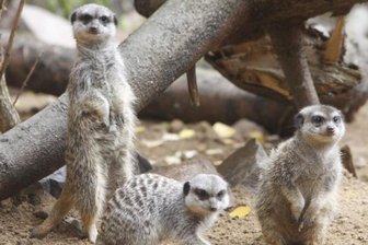Mehr Besucher, weniger Tierarten: Neues Konzept für den Chemnitzer Tierpark - Auch für die bei vielen Besuchern des Chemnitzer Tierparks beliebten Erdmännchen sieht der Masterplan eine neue Anlage vor.