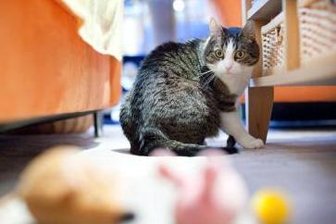 Mehr Katzen als zugelassen -