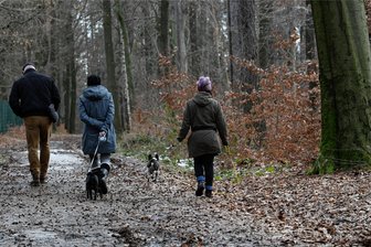 Mehr Pflanzungen und bessere Waldwege: So möchte Limbach-Oberfrohna seine Wälder gesünder machen - Die forstwirtschaftliche Planung für die nächsten Jahre beschäftigte den Stadtrat von Limbach-Oberfrohna.