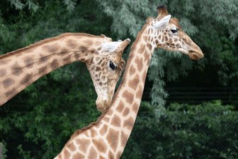 Mehr Platz für Giraffen und Zebras – neue Anlage in Dresden - Der Zoo Dresden hat seine erweiterte Giraffen- und Zebraanlage eingeweiht.