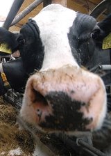 Mehr Rinder im Stall, aber geringere Belastung - 