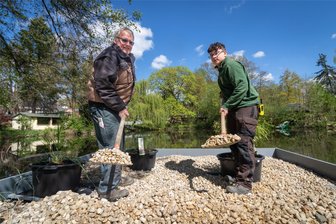 Mehr Sicherheit für Limbacher Schwäne: Wie eine Insel die Vögel vor dem Fuchs schützen sollen - Die Tierparkmitarbeiter Jens Sporbert und Marlon Grazek (v. l.) verteilen den grobkörnigen Kies gleichmäßig auf der künstlichen Insel, um einseitige Belastungen zu vermeiden.