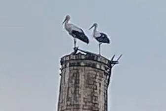 Mehr Störche in Region zwischen Döbeln und Frauenstein - Nachwuchsfreuden auch in Lichtenberg - Junge Störche, gesichtet in Lichtenberg auf dem Schornstein gegenüber des Edeka-Marktes.