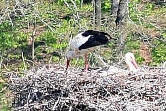 Mehr Störche zieht es im Frühling nach Mittelsachsen - Das Storchenpaar hat eine alte Fabrikesse in Helbigsdorf bezogen. 