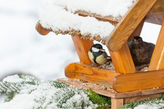 Mehr Wildnis wagen: So können Erzgebirger Tieren durch den Winter helfen - Beim Futterhaus sollte darauf geachtet werden, dass die Vögel Deckung finden.