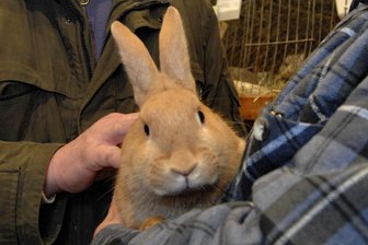 Mehrere Kleintierschauen öffnen am Wochenende im Plauener Umland - Fachsimpeln ist angesagt, wenn sich am Wochenende Kleintierzüchter zu ihren Ausstellungen treffen.