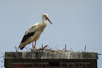 Meister Adebar in Wallengrün - In diesem Jahr soll es in Wallengrün endlich wieder einmal Storchennachwuchs geben.