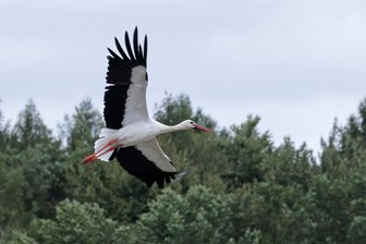 Meister Adebar ist noch in Waldenburg und Umgebung: Wann Experten mit dem Abflug rechnen - Störche finden aktuell in Waldenburg und Umgebung noch ausreichend Nahrung – vor allem Feldmäuse.