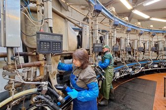 Melkkarussell im Milchgut Heinzebank stillgelegt: 16 Roboter übernehmen - Jacqueline Schaarschmidt bei einem ihrer letzten Einsätze am alten Melkkarussell, das im Milchgut Heinzebank fast 20 Jahre in Betrieb war.