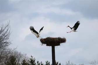 Memmendorfer bauen neues Nest, jetzt gibt es Streit: Schwarzstorch gegen Weißstorch - Störche im Anflug: Ein Weißstorchenpaar macht es sich schon zum zweiten Mal in Memmendorf gemütlich. Doch es gibt Ärger mit einem „Nachbarn“.
