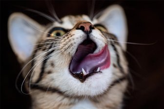 Menschen, die Katzen essen: Im Erzgebirge hat es so etwas tatsächlich gegeben - Mitten im Wahlkampf um die US-Präsidentschaft behauptet der Kandidat der Republikaner, Donald Trump, Migranten würden Haustiere verspeisen. Beweisen kann er das nicht. Trotzdem schlägt das Thema Wellen.