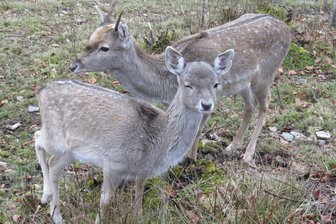 Mesopotamische Damwild-Kuh Mandy im Klingenthaler Tierpark verstorben - Mesopotamisches Damwild im Tierpark Klingenthal.