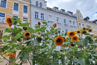 Meterhohe Sonnenblumen und ein Insektenparadies: So verschönert eine Pflanzaktion den Chemnitzer Sonnenberg - Besonders ins Auge fallen diese großen Sonnenblumen an der Ludwig-Kirsch-Straße.