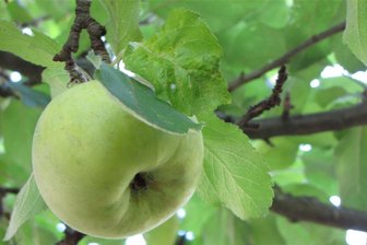 Methau nimmt wieder Äpfel zum Mosten an - Früchte zum Weiterverarbeiten können auf dem Gelände der Methauer Agro AG abgegeben werden.