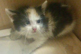 Miauen aus Motorraum: Passanten alarmiert Polizei - Dieses Katzenbaby hat die Polizei Münster gerettet.