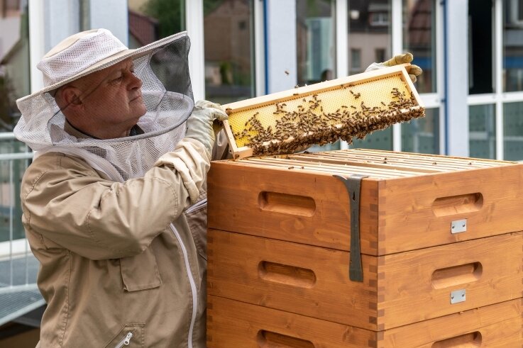 Mietbienen in Mittweida: Die erste Honigernte steht an - Imker Ralf Rehm inspiziert den gemieteten Bienenstock: Von den Rähmchen, die er mitnimmt, wird dann die oberste Wachsschicht abgezogen. Dann werden die Waben geschleudert. 