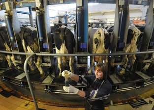 Kühe Multi-Agrar Claußnitz GmbH
